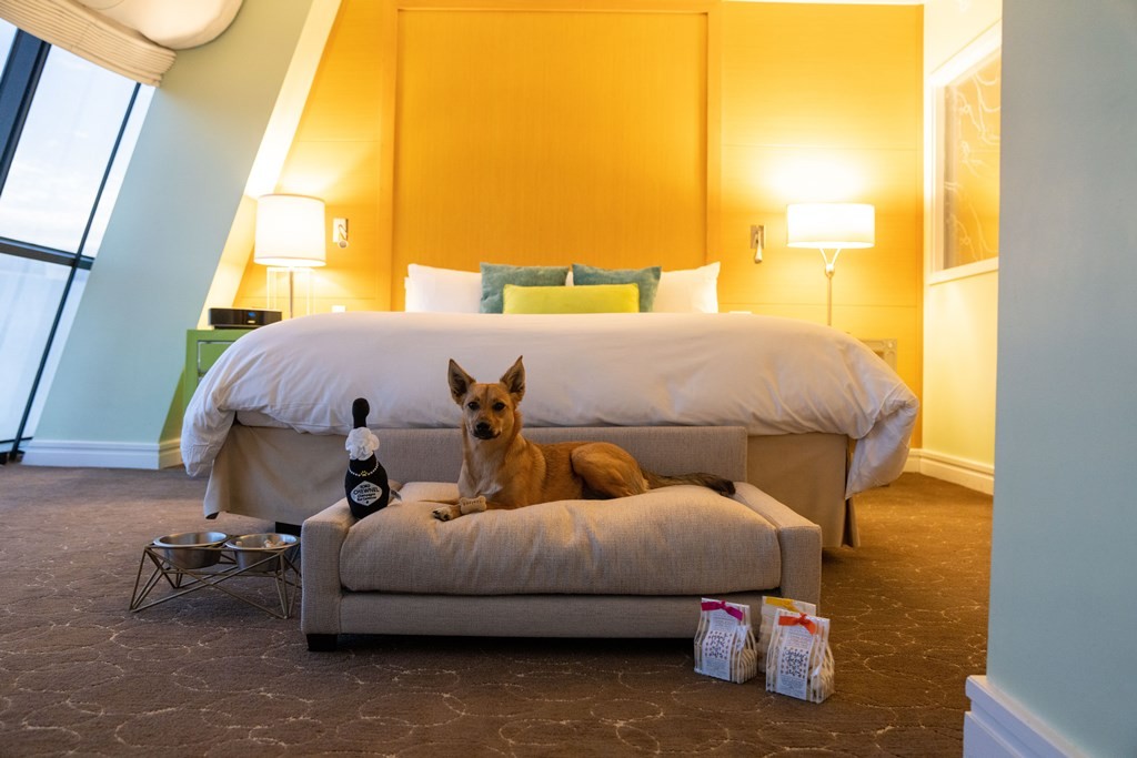 Photo of the hotel Sofitel Los Angeles at Beverly Hills: Pet 1 low